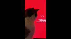 Cat does not compute