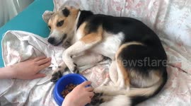 Puppy with no appetite