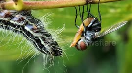 Tachinid fly lays eggs on caterpillar
