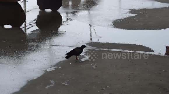 Pigeon rotates head upwards at difficult angle