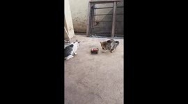 Cat Licking Sardine can