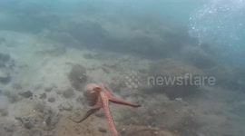 Octopus attack