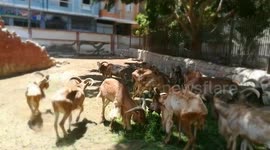 Group Of Raised African Barbary Sheep In Zoo