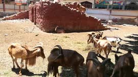 Barbary Sheep Eats Raw Material Food In Morning