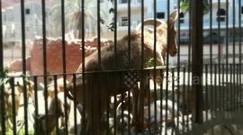 Alpha Barbary Sheep Fight Over Food