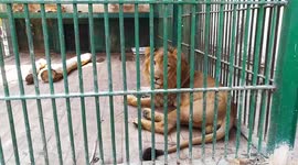 African Lion Too Lazy To Play With Visitors