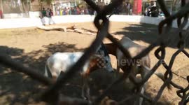 Happy Family Of African Horned Oryx