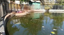 Little Sleepy Hippo Sleeps Outside Lake In Zoo