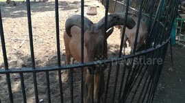 Ducks Lined Up For Lake Bath In Zoo