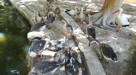 Rare Lions Wife Type Sitting Alone In Cage