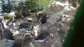 Ducks Clean Up In Zoo