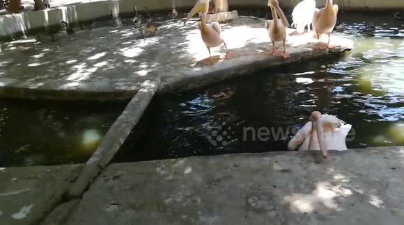Boy Invites Pink Pelican To Eat Fish