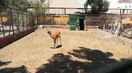 Deer Nile Lechwe Got Raised In Egyptian Zoo