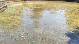 Couple Hippos Dive In Zoo Water