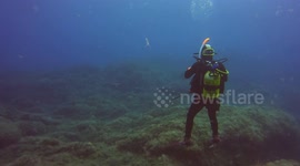Smalltooth sand tiger encounter in shallow waters