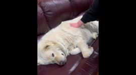 Lovely lazy dog at the couch