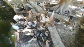 African Ducks Snor In Zoo