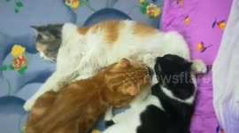 Kitties breastfeeding from mother cat