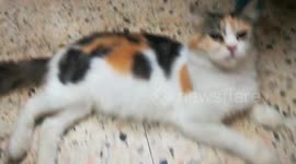 Cute kittien sitting on ground like queen