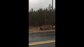 Moose on the lose