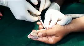 Emergency surgery saves cobra with fishhook stuck in its throat in east India