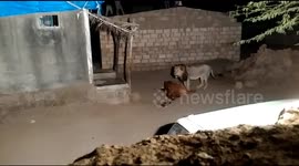 lion in village of gir gujrat