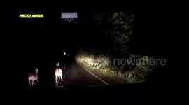 Two deers get lucky escape as UK driver has great reactions