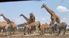 Noah's Ark! Safari group films herd of all kinds of animals in Kenya