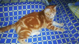 Cute brown cat sitting on bed