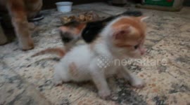 Kitties gather around dad for lunch