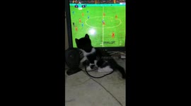 Kitties Fun Play While Watch Liverpool Match