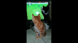 Cats Gathered In Front Of Tv Watching Liverpool Mo Salah
