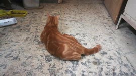 Male Cat Plays With Dead Rat