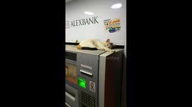 Atm Machine Works Suddenly after cat jumped on top
