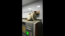 Cat Prefer atm machine company at night