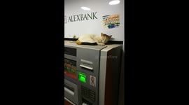 Cat Get Comfort Sleeping On Atm Machine