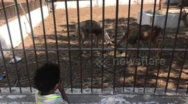 kid watching fighting Fallow Deers