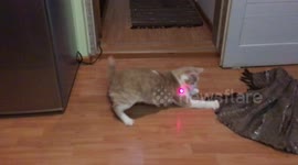 Hilarious funny cat playing with a laser toy