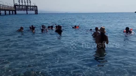 Beach visitors get a surprise when dolphins swim up to play