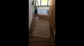 Funny cat has fun hiding under the carpet