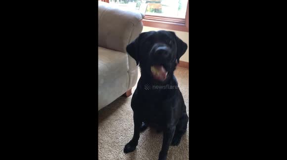 dog eating tennis ball fuzz