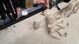 Shopping Isle Fall Of Skeletons 