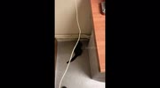 temp