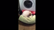 temp