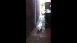 our cavachon with a massive tree branch she brought home from the park and was determined to get it into our back garden, first she had to get it down the back passage