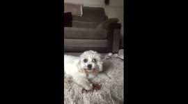 Cute Mindy the cavachon, but just try take her food from her