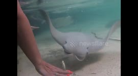 Feeding the Stingrays
