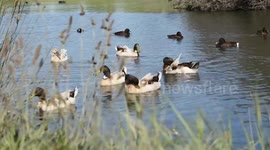 Ducks enjoys swimming in the lake
