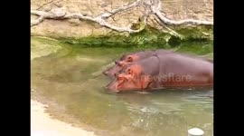 Hippo making a shit bomb