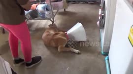 Dog has 'gender reassignment surgery' after cruel local tied a rubber band around his penis